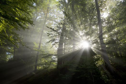 An image of beautiful sun rays and green leafs