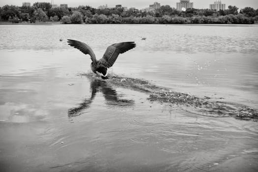 A Canadian goose about to land on water with its wings spread