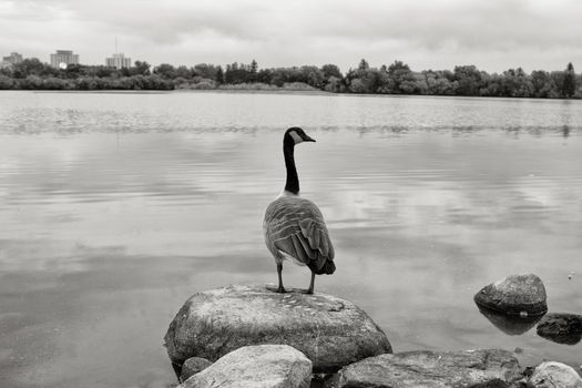 A Canadian goose with standing on the shores of Wascana lake