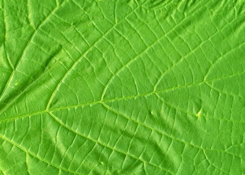 Macro of a green leaf in springtime