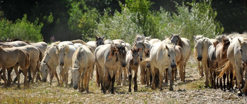 herd of Camargue horses and foal in a field