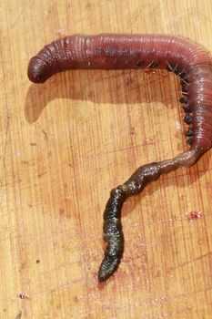 lugworm