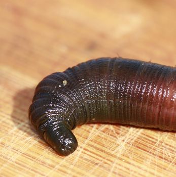 lugworm