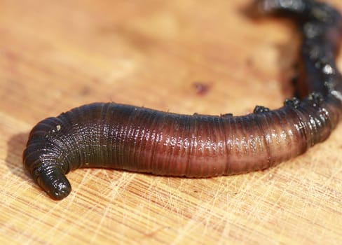 lugworm