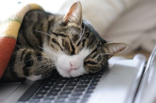 cat taking a quick power napping on laptop 