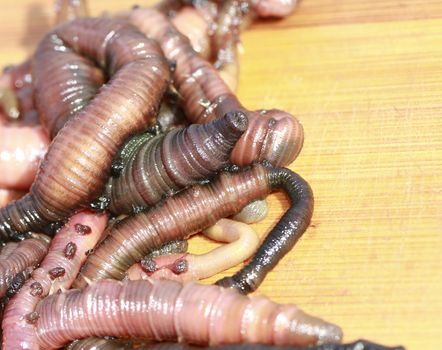 lugworm