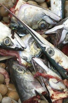 fish