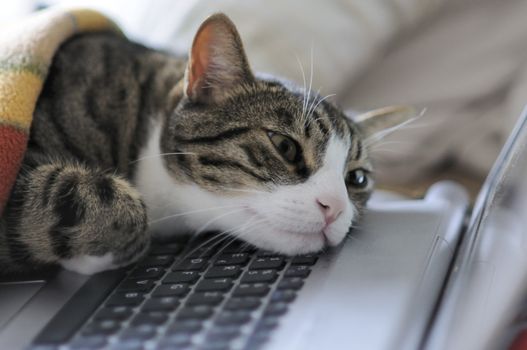 Exhausted cat taking a break on his laptop