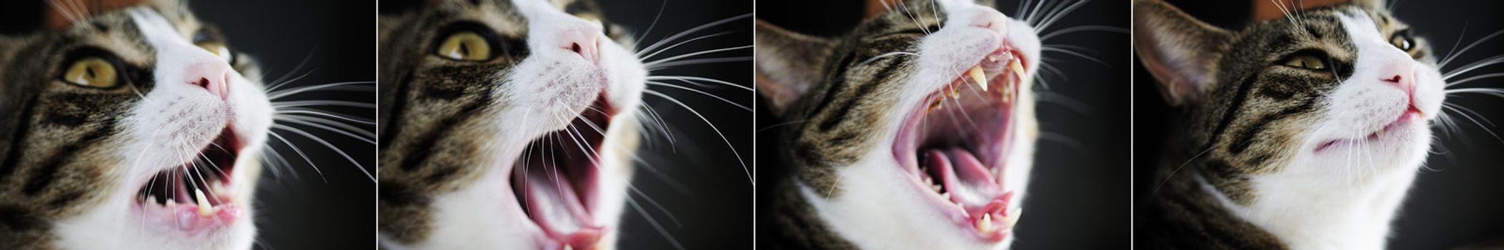 Sequence of pictures of beautiful yawning cat.