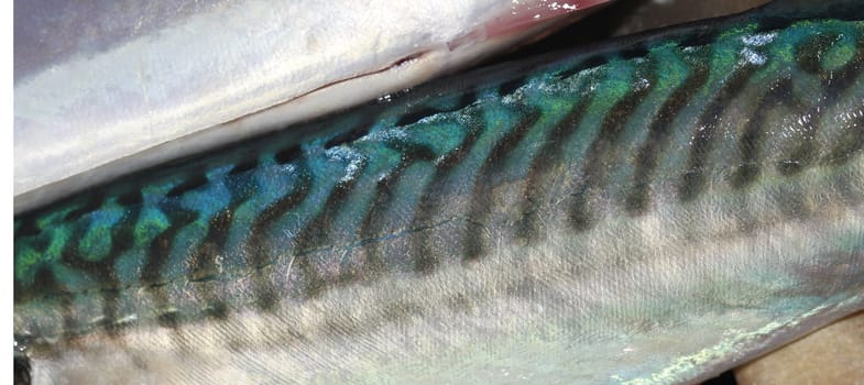 mackerel