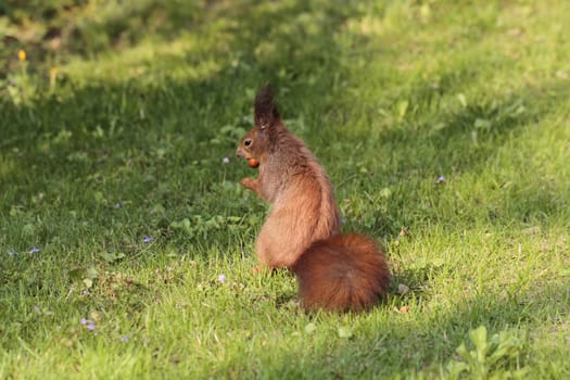 squirrel