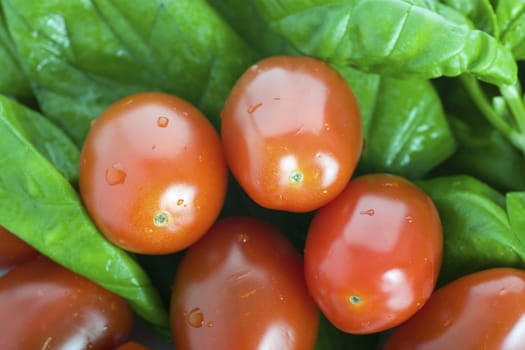 Closeup of cherry tomatoes and basil leaves. 