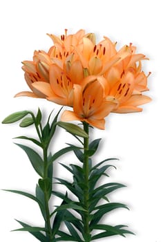 Orange lily with buds and shadow, isolated