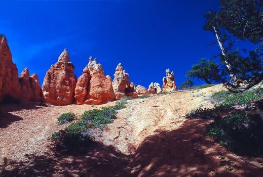 Bryce Canyon National Park is a national park located in southwestern Utah in the United States. Contained within the park is Bryce Canyon. Despite its name, this is not actually a canyon, but rather a giant natural amphitheater created by erosion along the eastern side of the Paunsaugunt Plateau. Bryce is distinctive due to its geological structures, called hoodoos, formed from wind, water, and ice erosion of the river and lakebed sedimentary rocks. The red, orange and white colors of the rocks provide spectacular views to visitors.