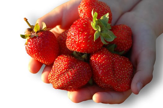 The red strawberries in  child`s palm. Isolated