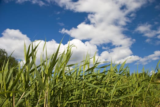 Green grass in the summer wind