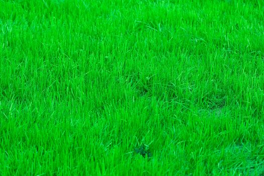 brigt poison green grass texture