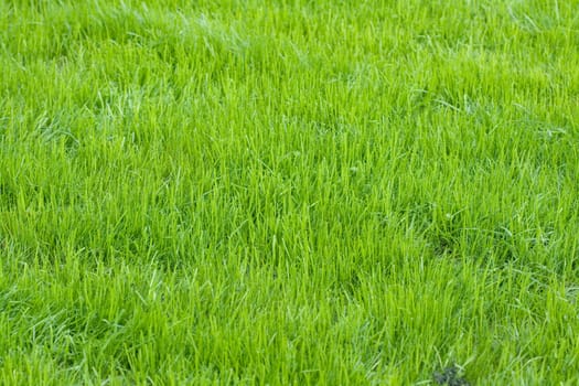 field with a green grass in summer