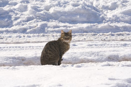Tabby cat sitting on a snow covered road
