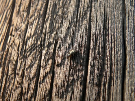 Old log and spider