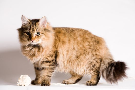 full body portrait of a long haired cat.