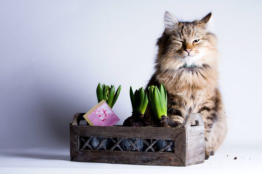 Young beautiful cat is sitting behind a flower