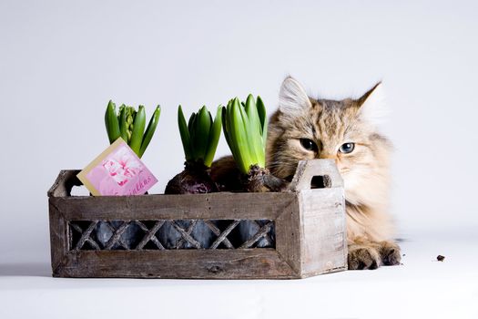 Young long haired cat laying behind the flowers