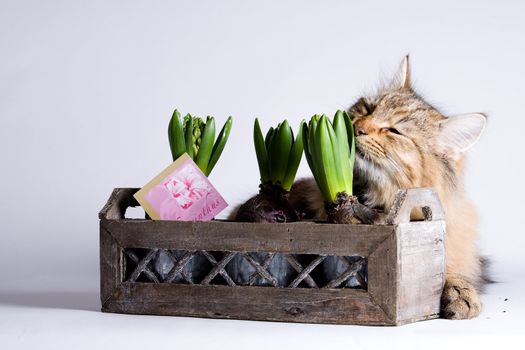 Young beautiful cat is smelling the plant