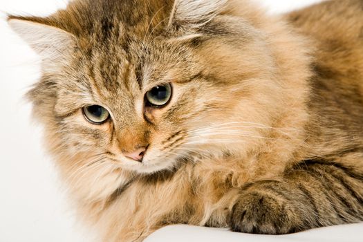 close up portrait of a beautiful young domestic cat on a white background.