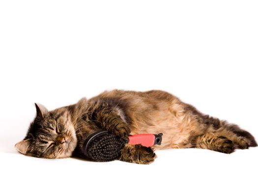 young tired cat is sleeping with a brush.