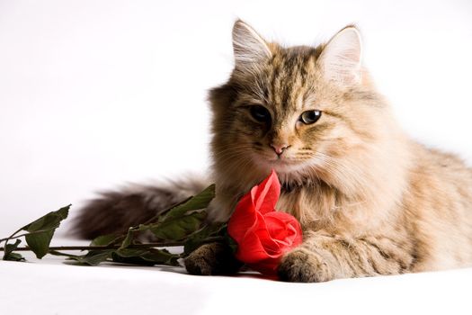 Sweet little cat with a red rose for valentines day.