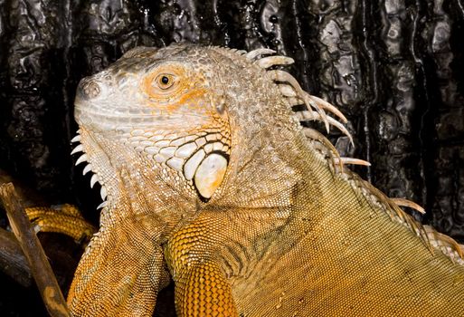 face and head of an adult female Iguana iguana