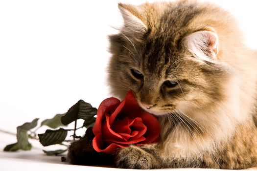Young cat is smelling his valentine rose