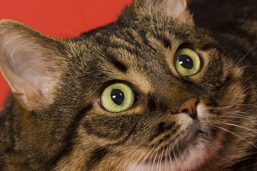 close up of cats face and eyes over red background