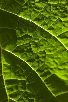 leaf