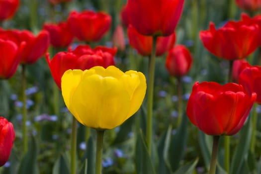 yellow tulip over red