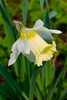 daffodil