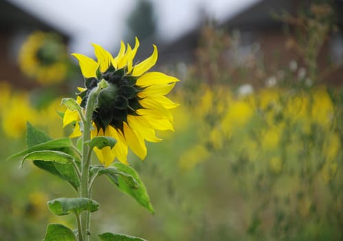 A tall sunflower surveying the field of blooms.