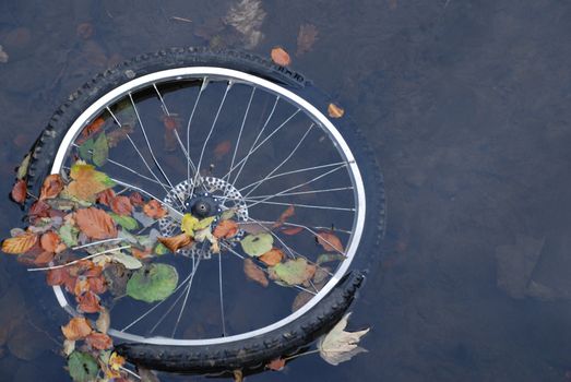 A bicycle wheel discarded in a park pond