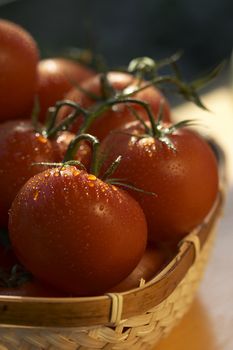 tomato's basket
