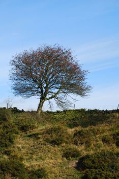 A solitary tree in the ENglish countryside