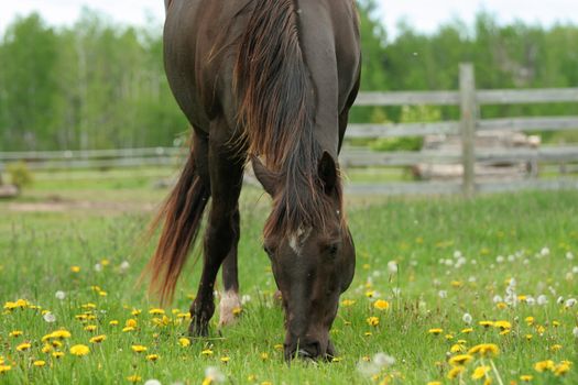 Brown horse grazing in pasture