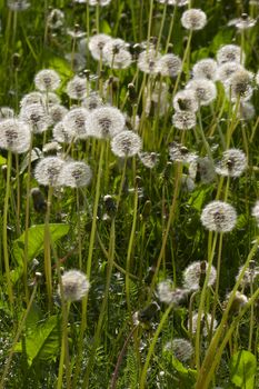 dandelion