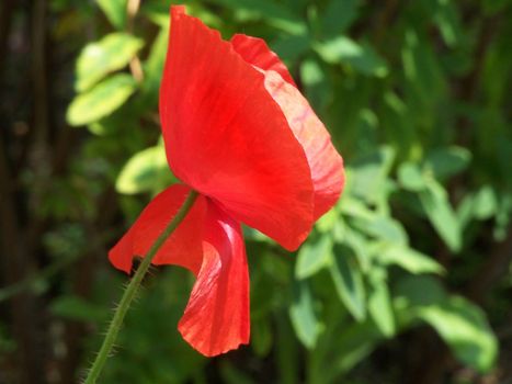 Close up of the red poppy flower.