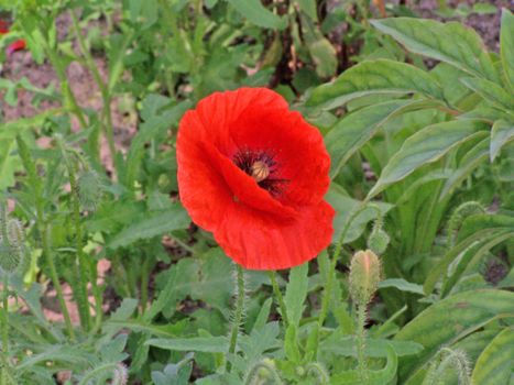 Close up of the red poppy flower and bud.