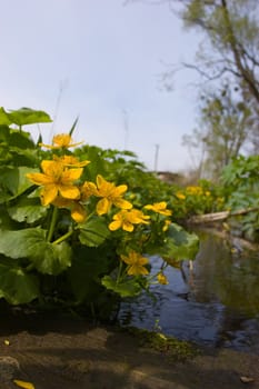 spring wild flower