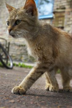 wild cat