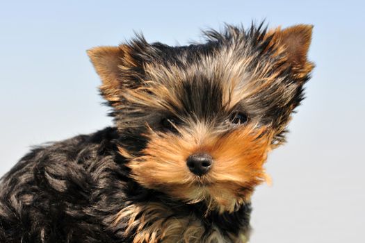 portrait of a puppy purebred yorkshire terrier on a blue sky