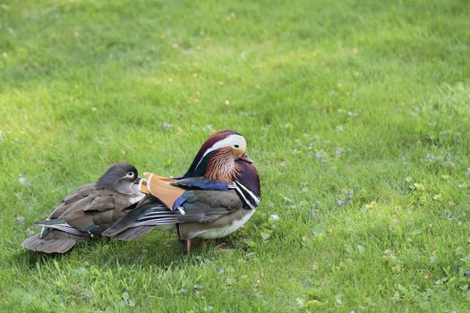 duck