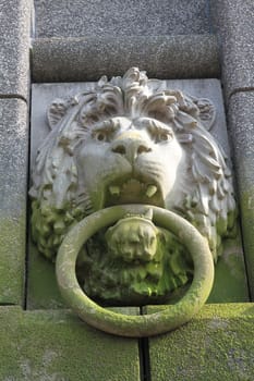 lion